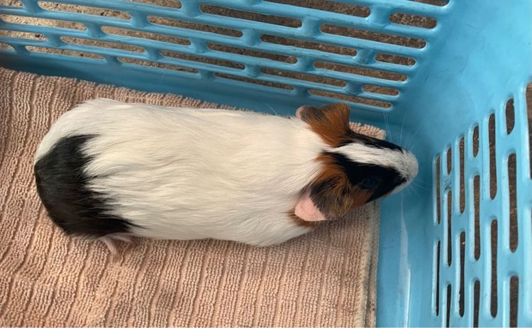 หนูแกสบี้ รูปที่ 2