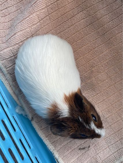 หนูแกสบี้