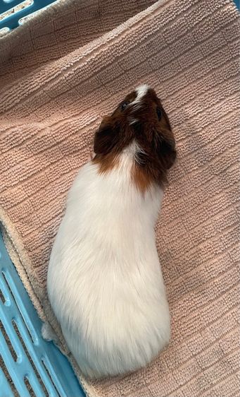 หนูแกสบี้ รูปที่ 3