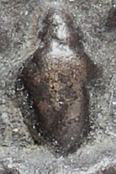 พระนาคปรกใบมะขามหลวงปู่ศุข วัดปากคลองมะขามเฒ่า  เนื้อสำริด เก่ามาก รูปที่ 2