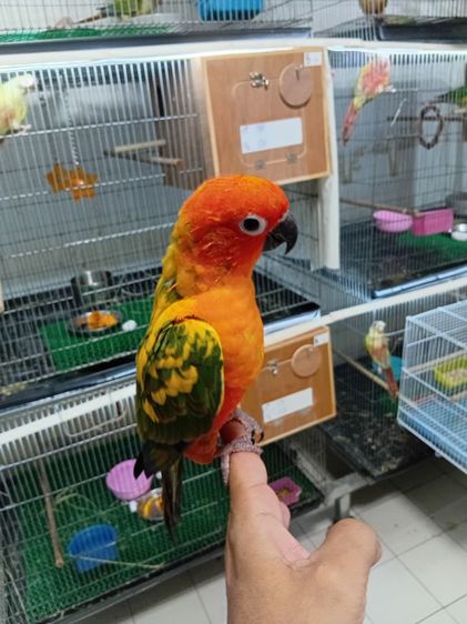 ซันคอนัวส์ รูปที่ 5