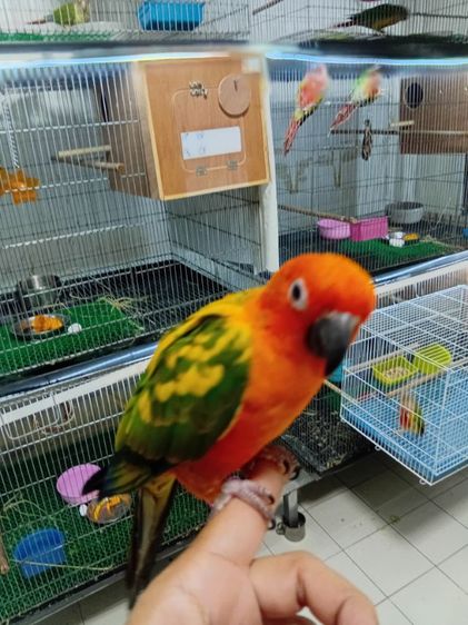 ซันคอนัวส์ รูปที่ 3