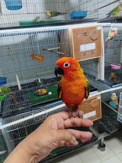 ซันคอนัวส์ รูปที่ 2