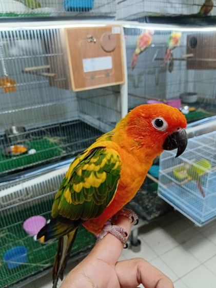 ซันคอนัวร์ ซันคอนัวส์