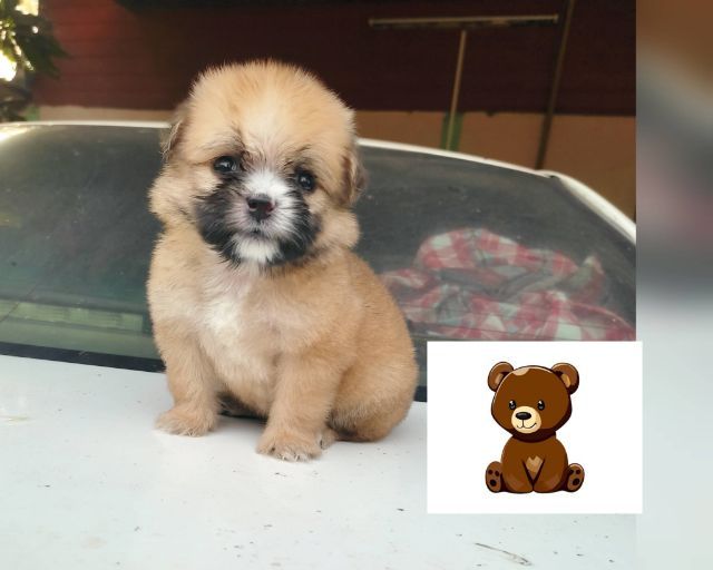 ชิสุ (Shih Tzu) เล็ก ปอมชิสุ