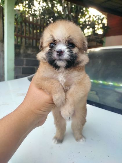 ปอมชิสุ รูปที่ 2