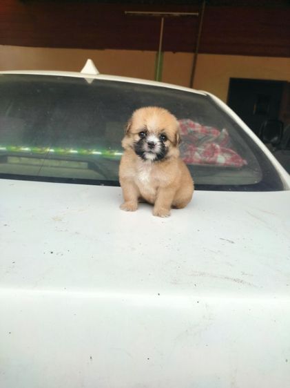 ปอมชิสุ รูปที่ 4