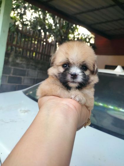 ปอมชิสุ รูปที่ 3