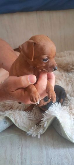 มินิเจอร์ รูปที่ 2