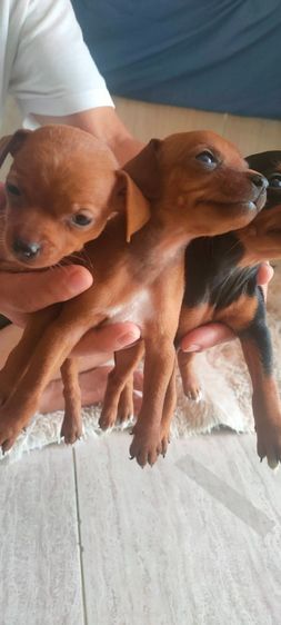 มินิเจอร์ รูปที่ 6