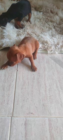 มินิเจอร์ รูปที่ 3