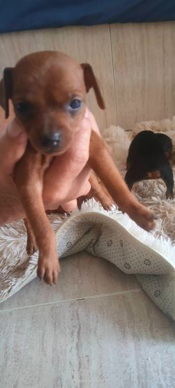 มินิเจอร์ รูปที่ 4