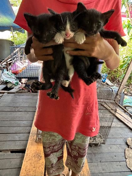 สก๊อตติชผสมเปอร์เซียมีสามตัวตัวละ 800 บาทโทร 081-7816577 ชลบุรี