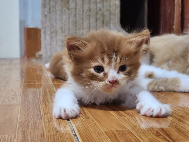 หาบ้านให้น้องครับ  สก็อตติสผสมเปอร์ รูปที่ 2