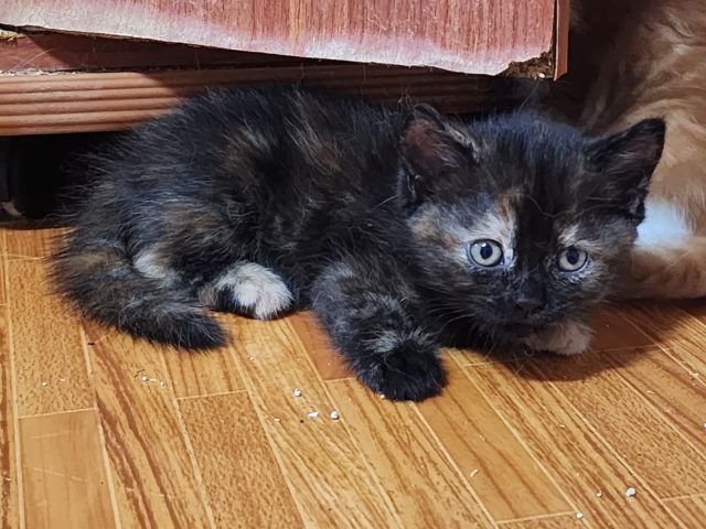 อื่นๆ หาบ้านให้น้องครับ  สก็อตติสผสมเปอร์