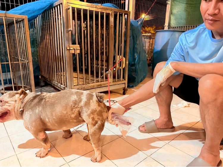 บูลลี่ รูปที่ 2