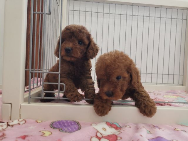 พดุเดิ้ลทอย ไทนี่ทอยสีน้ำตาลแดง รูปที่ 6