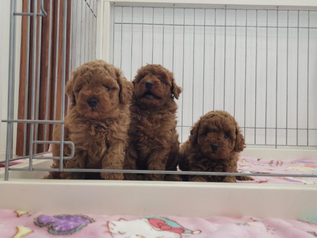 พดุเดิ้ลทอย ไทนี่ทอยสีน้ำตาลแดง รูปที่ 3