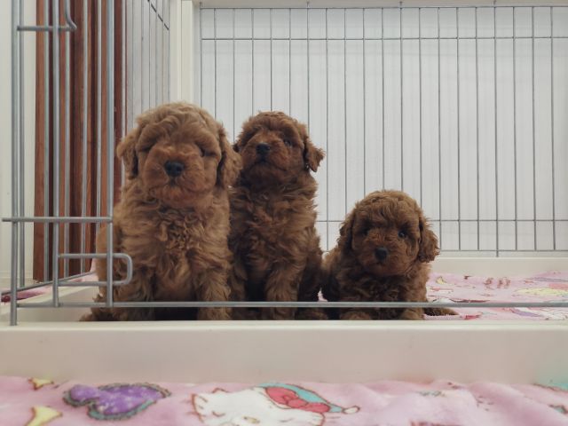 พดุเดิ้ลทอย ไทนี่ทอยสีน้ำตาลแดง รูปที่ 4