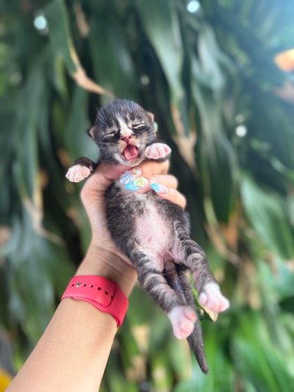 น้องแมวเมนคูน รูปที่ 3