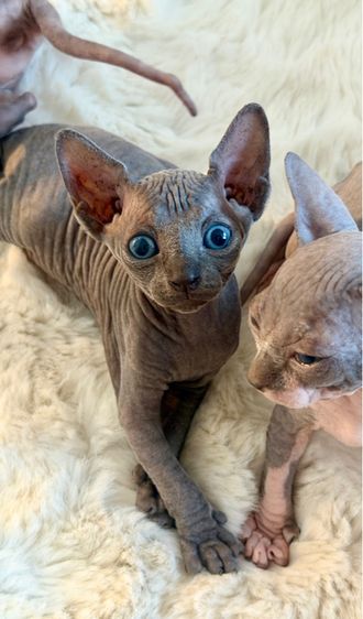 แมวสฟิงซ์ ช ญ  รูปที่ 2