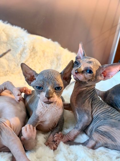 แมวสฟิงซ์ ช ญ  รูปที่ 8