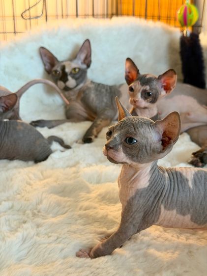 แมวสฟิงซ์ ช ญ  รูปที่ 4