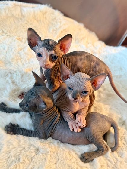 แมวสฟิงซ์ ช ญ  รูปที่ 6