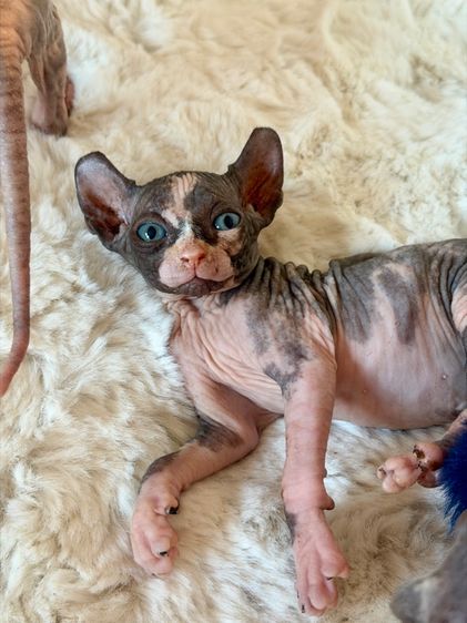 สฟิงซ์ (Sphynx) แมวสฟิงซ์ ช ญ 