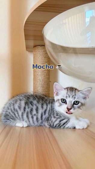 สก็อตติช โฟลด์ รูปที่ 3