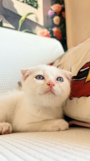 สก็อตติช โฟลด์ รูปที่ 9