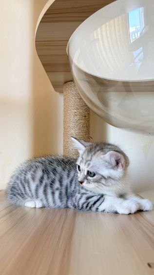 สก็อตติช โฟลด์ รูปที่ 12