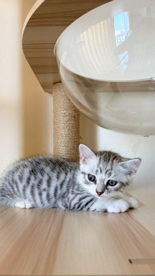 สก็อตติช โฟลด์ รูปที่ 13