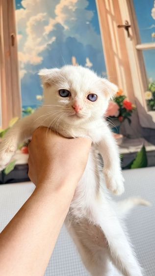 สก็อตติช โฟลด์ รูปที่ 10