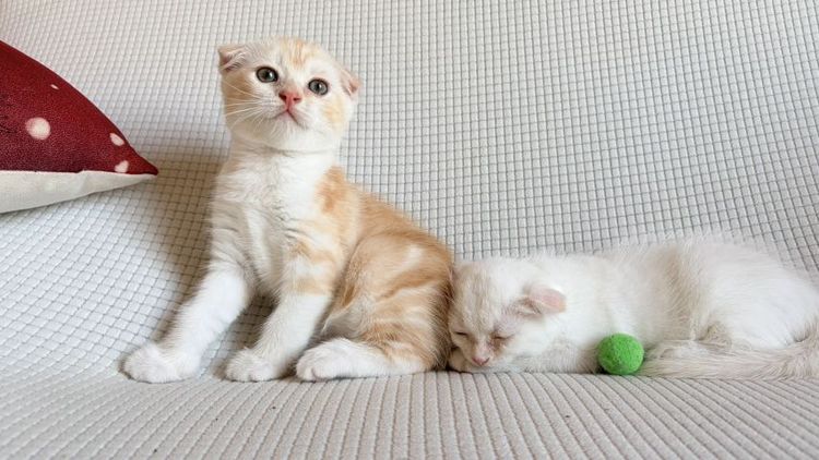 สก็อตติช โฟลด์ รูปที่ 6