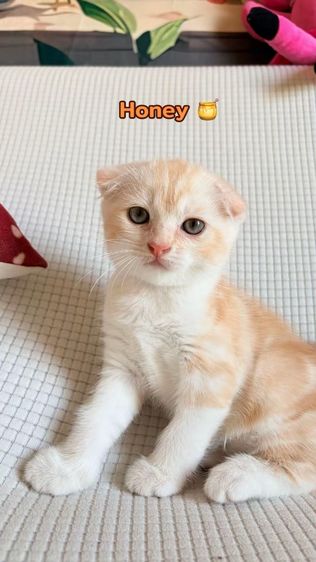 สก็อตติช โฟลด์ รูปที่ 4