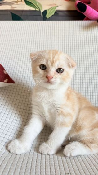 สก็อตติช โฟลด์ รูปที่ 7