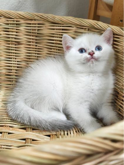 ลูกแมวบริติช ns1133 รูปที่ 3