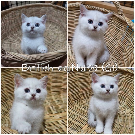 ลูกแมวบริติช ns1133 รูปที่ 6