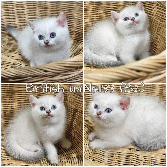 ลูกแมวบริติช ns1133 รูปที่ 4
