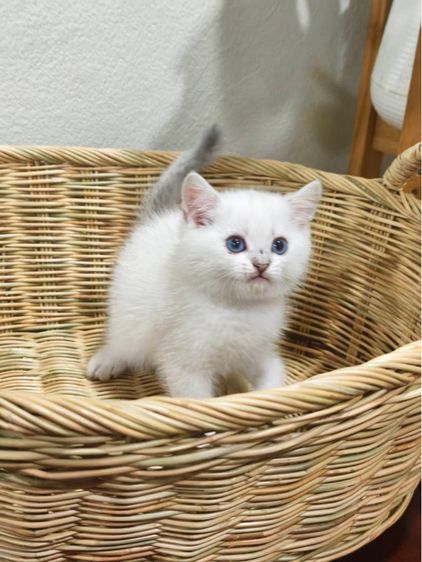 ลูกแมวบริติช ns1133