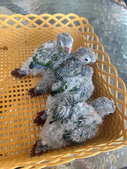 ลูกป้อนนกแก้วกรีนชีค รูปที่ 2