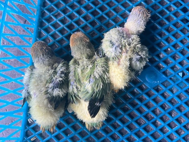 เลิฟเบิร์ดไม่ขอบตา รูปที่ 2