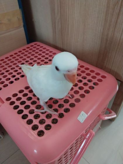 นกแก้วริงเน็ค รูปที่ 2