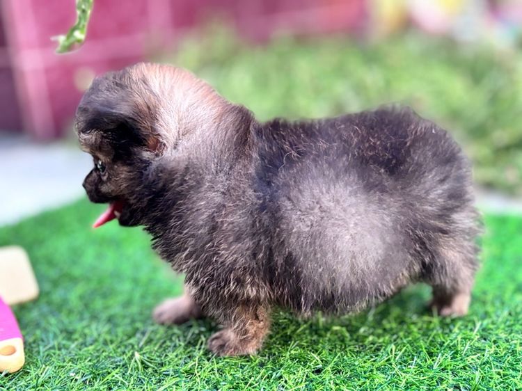 ปอมผสมชิวาว่า รูปที่ 6