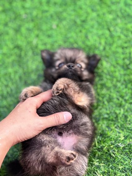 ปอมผสมชิวาว่า รูปที่ 2