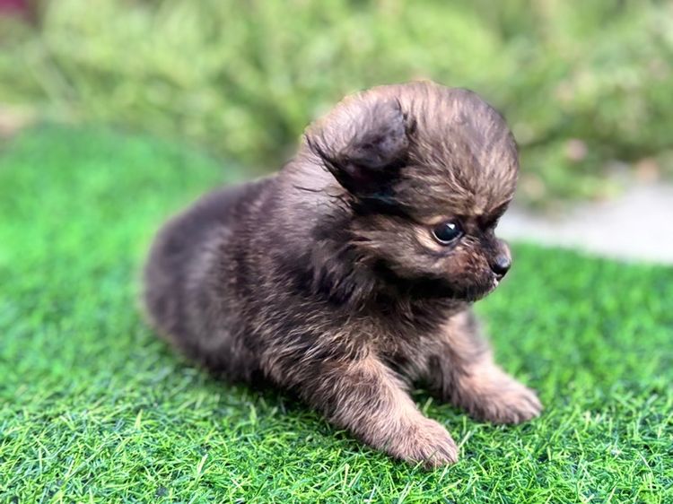 ปอมผสมชิวาว่า รูปที่ 7