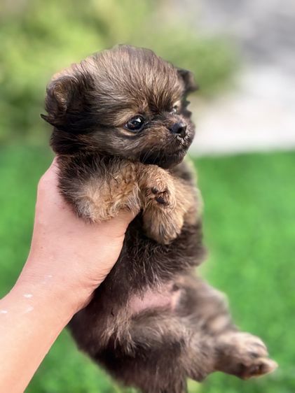 ปอมผสมชิวาว่า รูปที่ 9