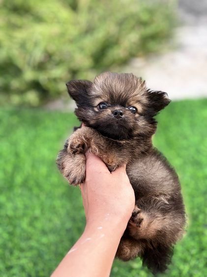 ปอมผสมชิวาว่า รูปที่ 3