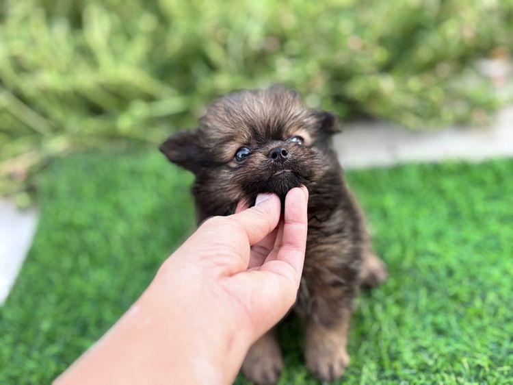 ปอมผสมชิวาว่า รูปที่ 8